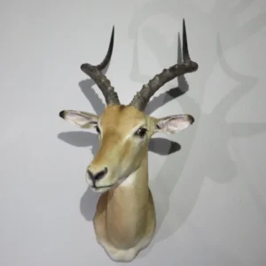 African Impala Shoulder Mount. X-116I for sale