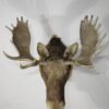 Taxidermy Moose Head for Sale