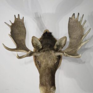 Taxidermy Moose Head for Sale