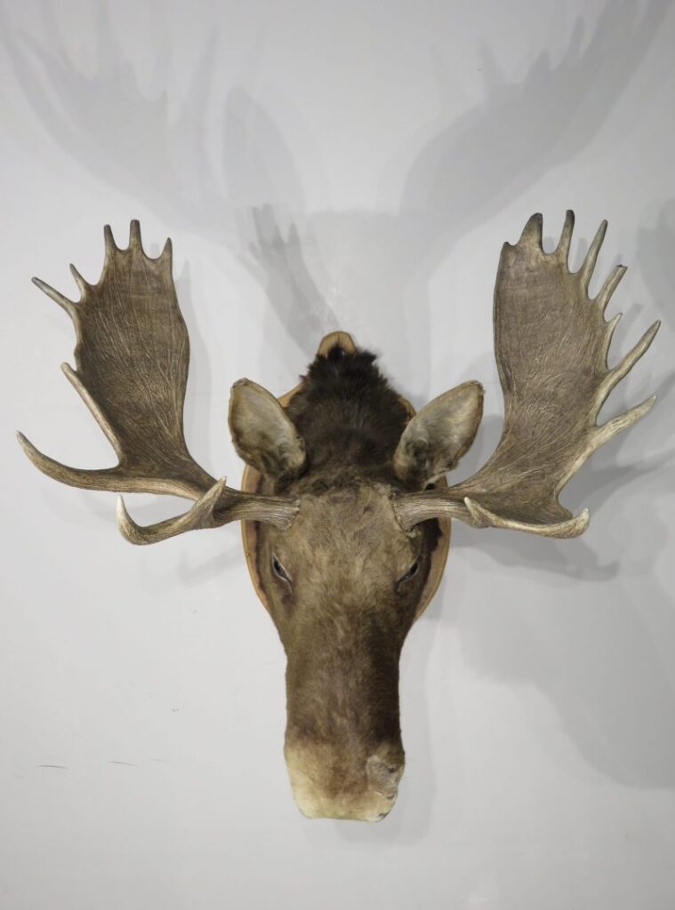 Taxidermy Moose Head for Sale