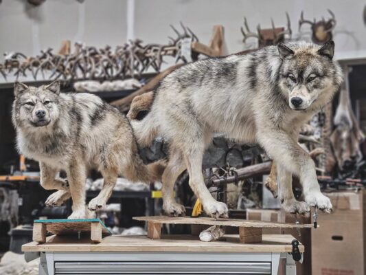 taxidermy for sale
