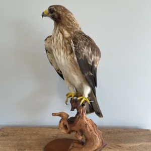 Best Glass Eyes for Taxidermy Mounts for Sale