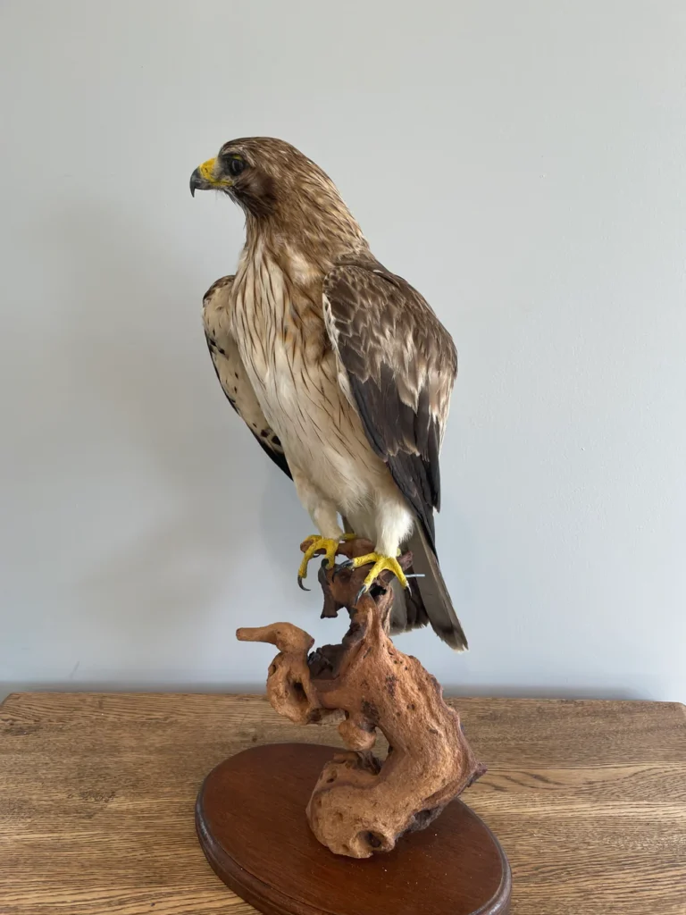 Best Glass Eyes for Taxidermy Mounts for Sale