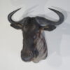 African Taxidermy for Sale