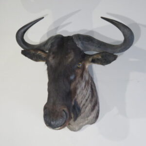 African Taxidermy for Sale