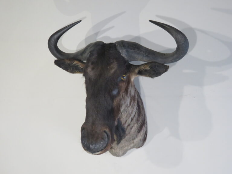 African Taxidermy for Sale