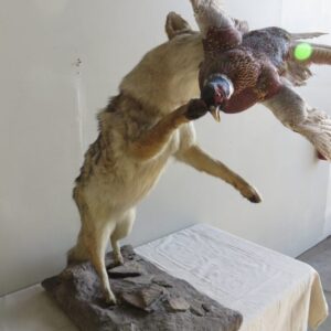 Pheasant Taxidermy for Sale