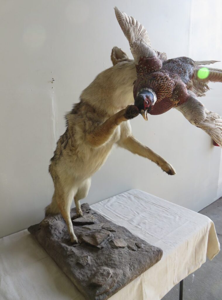 Pheasant Taxidermy for Sale