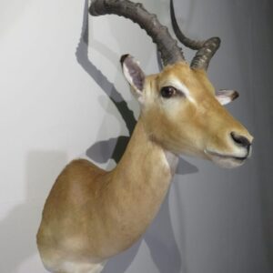 Find African Impala Taxidermy for Sale Near Me