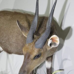 Animal Taxidermy for Sale