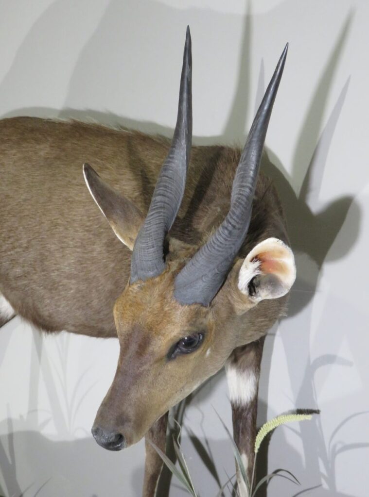 Animal Taxidermy for Sale