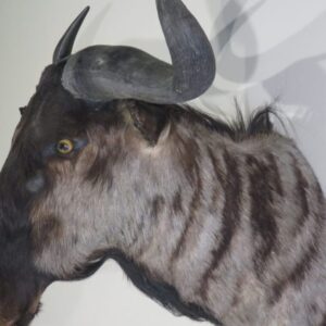 Blue Wildebeest Taxidermy