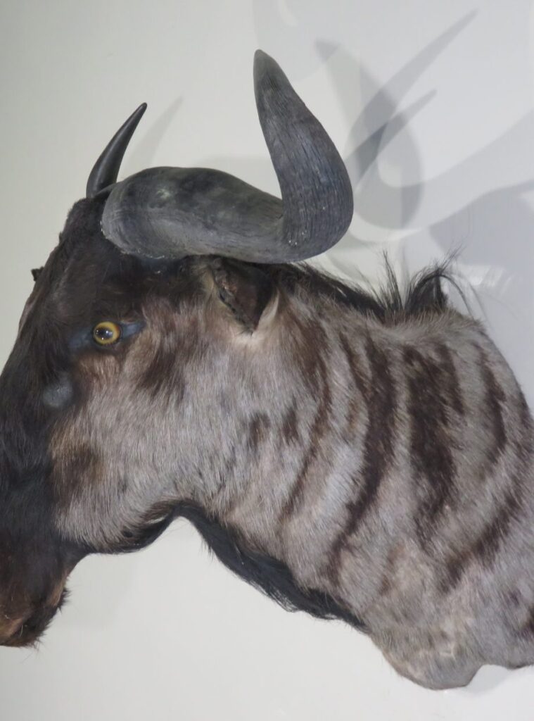 Blue Wildebeest Taxidermy