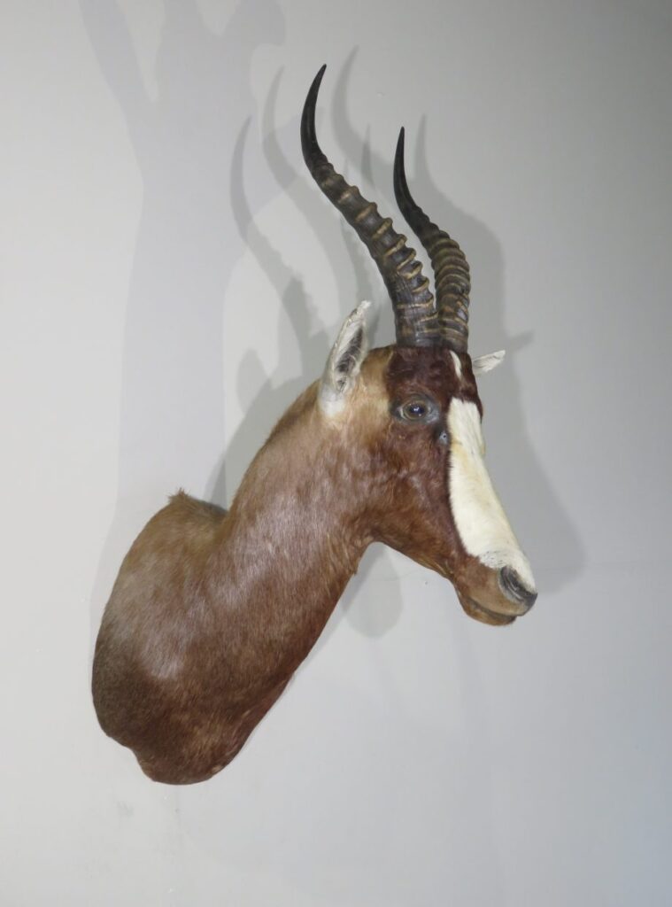 Taxidermy Mounts for Sale