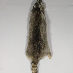 Taxidermy Raccoon for Sale