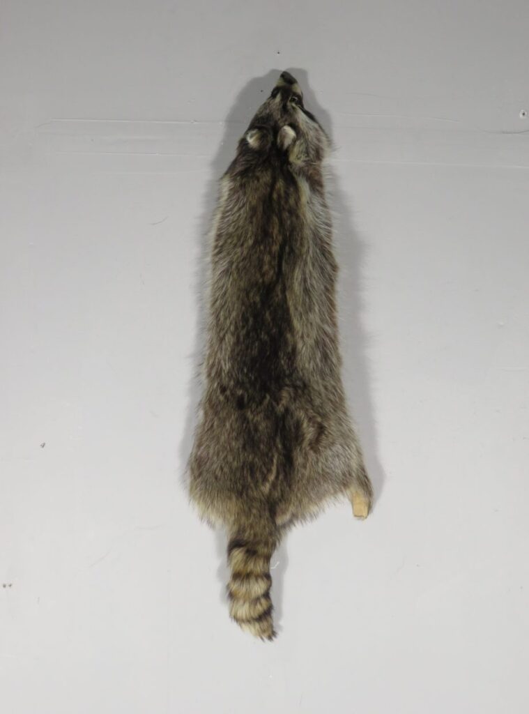 Taxidermy Raccoon for Sale