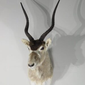 Taxidermy for Sale