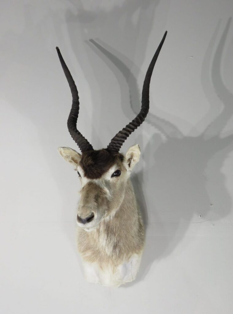 Taxidermy for Sale