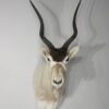 Taxidermy for Sale