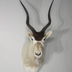 Taxidermy for Sale