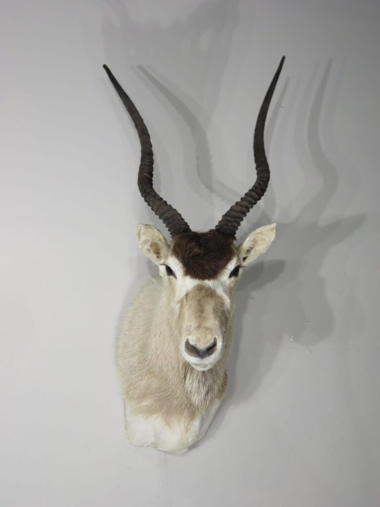 Taxidermy for Sale