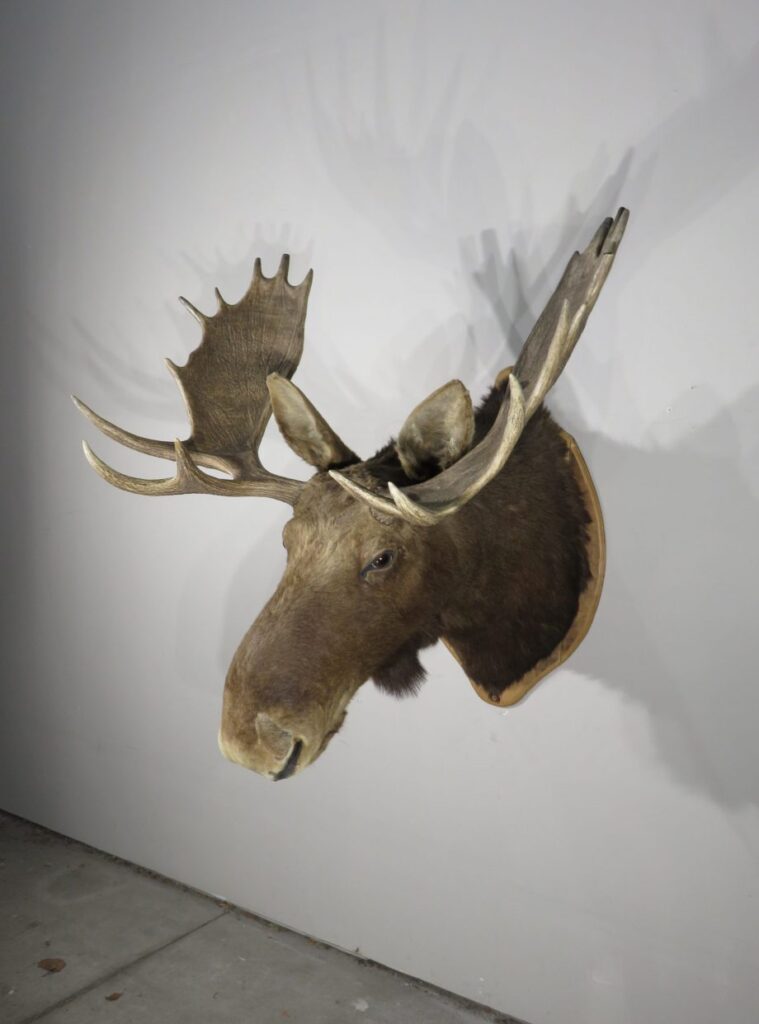 Taxidermy Moose Head for Sale