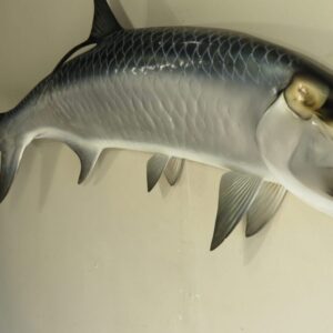 Taxidermy Fish for Sale