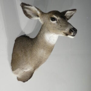 Taxidermy Deer Head for Sale