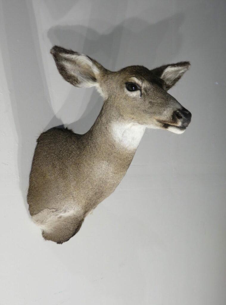 Taxidermy Deer Head for Sale