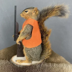 taxidermy squirrel for sale