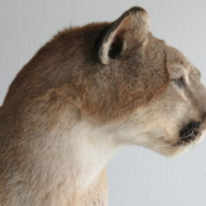 Mountain Lion Taxidermy for Sale