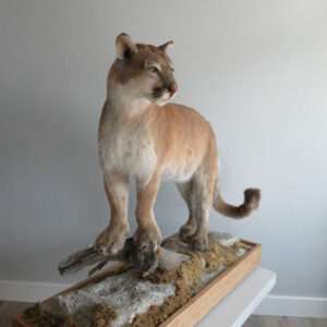 Mountain Lion Taxidermy for Sale