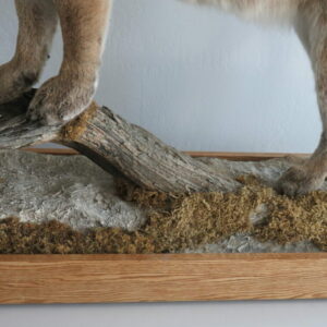Mountain Lion Taxidermy for Sale