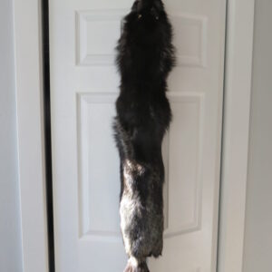 Taxidermy Fox for Sale
