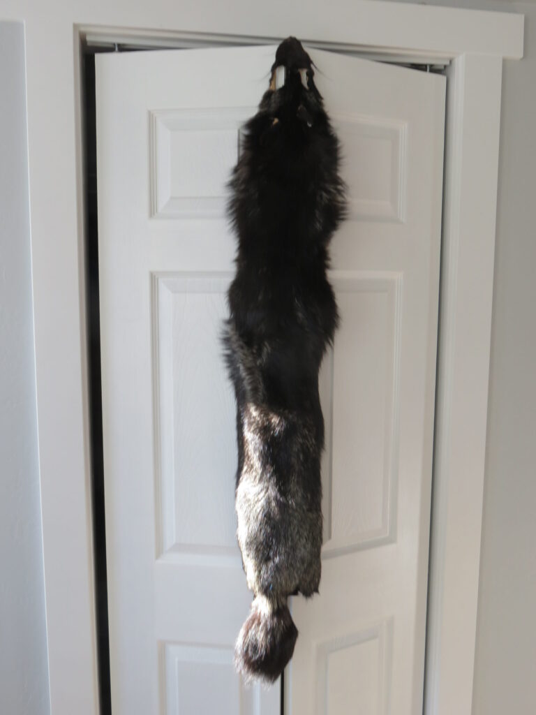 Taxidermy Fox for Sale