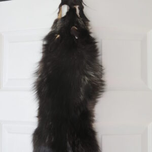 Taxidermy Fox for Sale