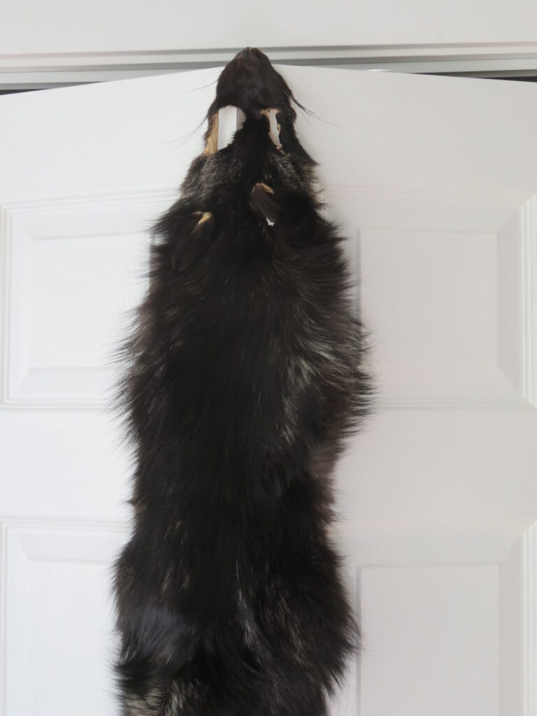 Taxidermy Fox for Sale