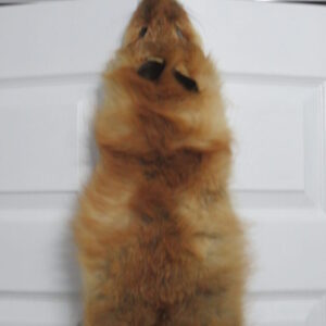 Taxidermy for Sale Fox
