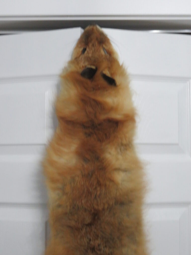 Taxidermy for Sale Fox