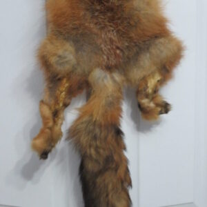 Taxidermy for Sale Fox