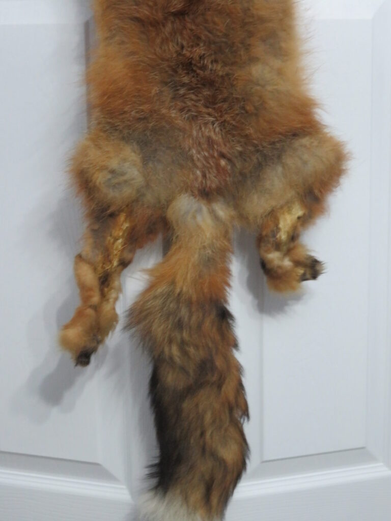 Taxidermy for Sale Fox
