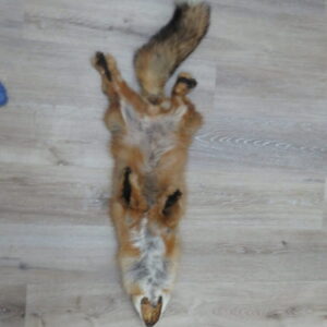 Taxidermy for Sale Fox