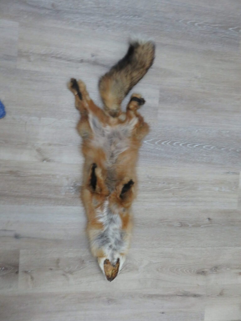 Taxidermy for Sale Fox