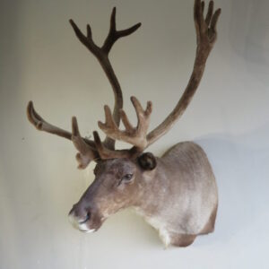 Taxidermy Net for Sale