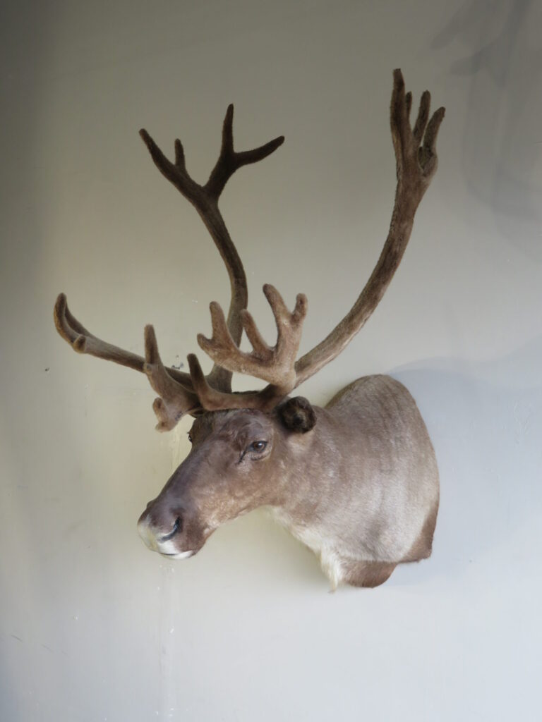 Taxidermy Net for Sale