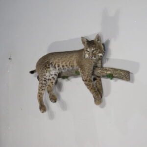 Bobcat Taxidermy for Sale