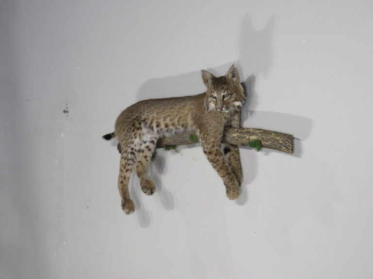 Bobcat Taxidermy for Sale