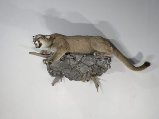 taxidermy for sale