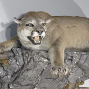 Taxidermy Lion for Sale