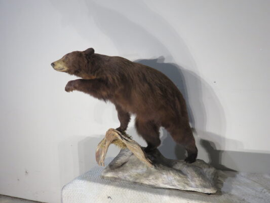 taxidermy for sale